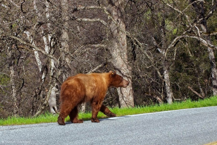 Schwarzbär im Sequoia Nationalpark