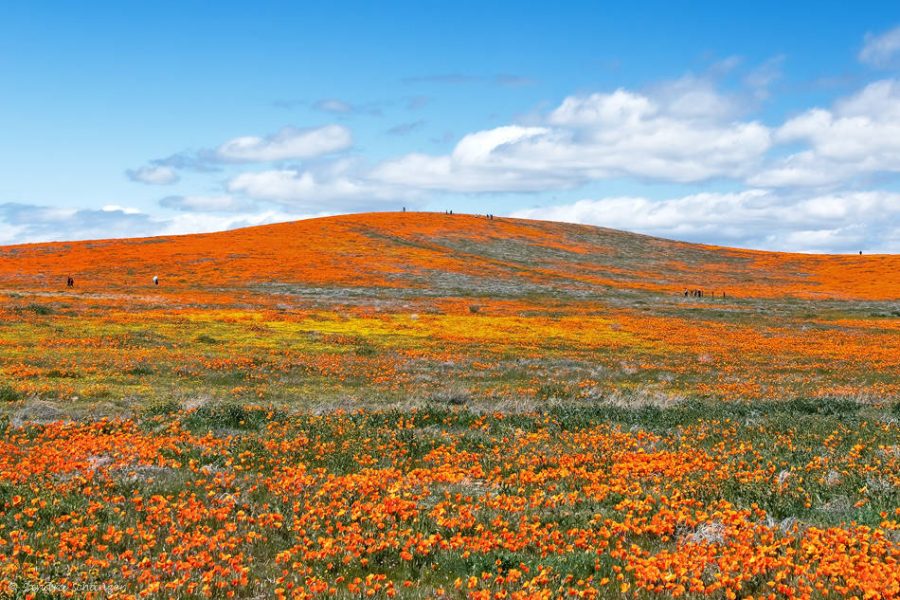 California Superbloom